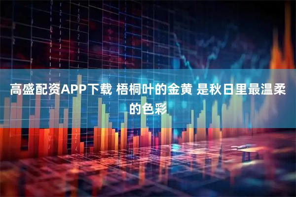 高盛配资APP下载 梧桐叶的金黄 是秋日里最温柔的色彩